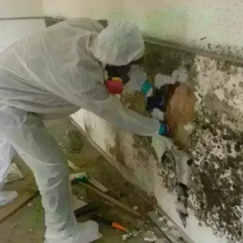 Mold Remediation and Removal in Pinewood, FL